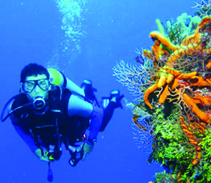 Diving Wrecks in the Bahamas